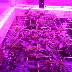 White Rhino ScroG