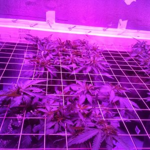 White Rhino ScroG