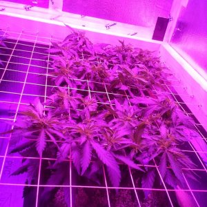 White Rhino ScroG