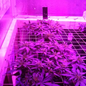 White Rhino ScroG