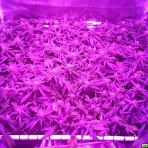 Grape Ape LED ScroG