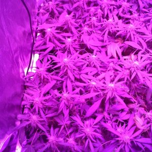 Grape Ape LED ScroG