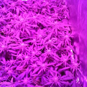 Grape Ape LED ScroG