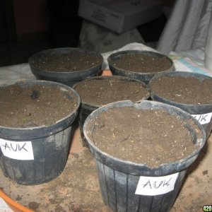 seeds & pots