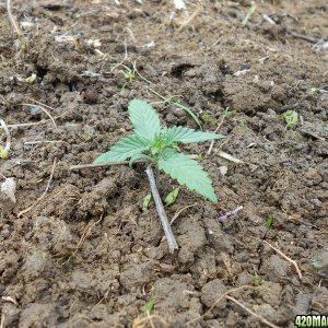 Bagseed 06. april