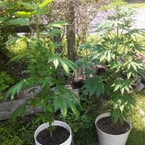 My grow - Outdoors