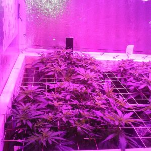 White Rhino ScroG