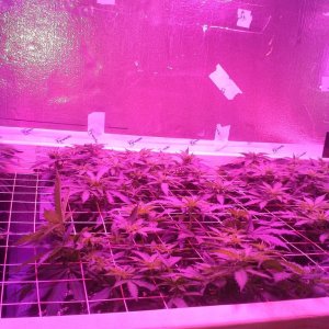 White Rhino ScroG