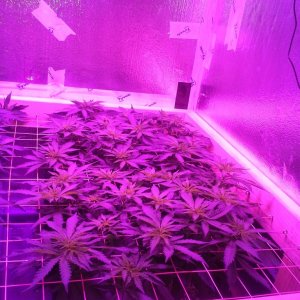 White Rhino ScroG