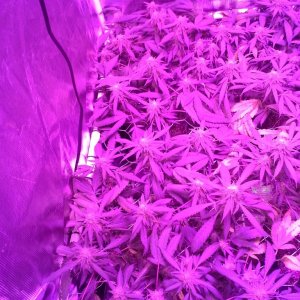 Grape Ape LED ScroG