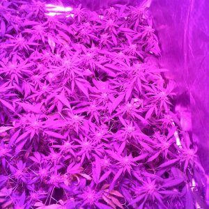 Grape Ape LED ScroG