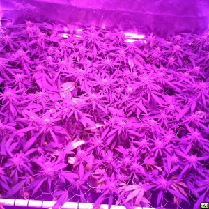 Grape Ape LED ScroG