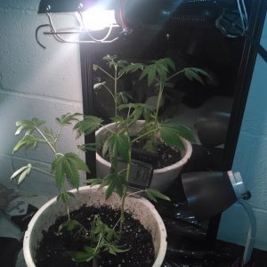 help losing my plants