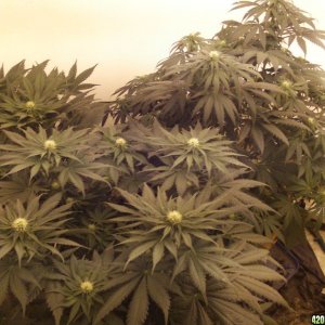 24_days_flowering