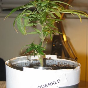 Querkle