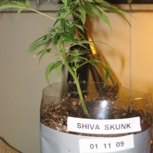 Shiva Skunk