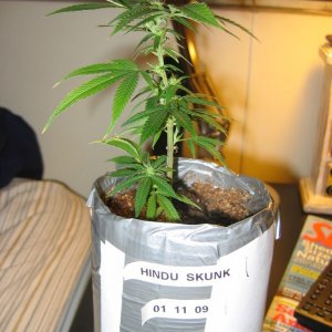 Hindu Skunk