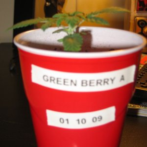 Green Berry A