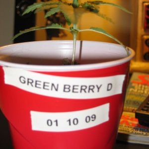 Green Berry D