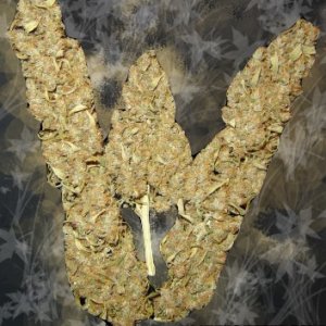 big-bud1