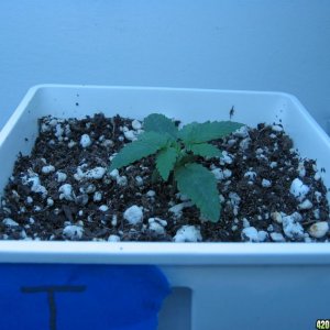 Seedlings