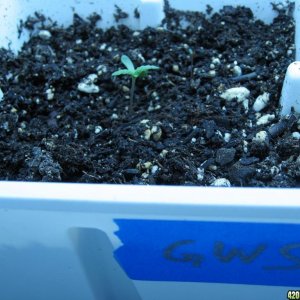 Seedlings