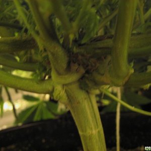 clones flower day 29