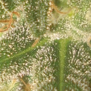 trichome and stigma