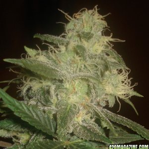 Bud Sparkle