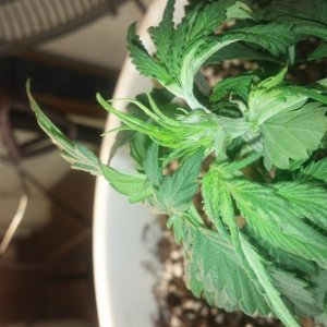 female or new growth