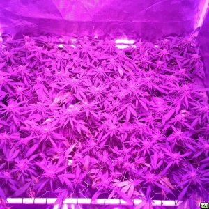 Grape Ape LED ScroG