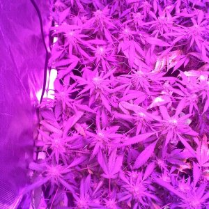 Grape Ape LED ScroG