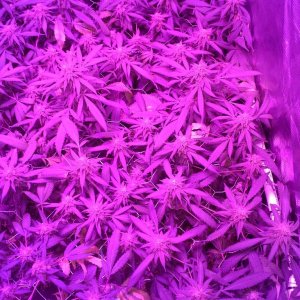 Grape Ape LED ScroG