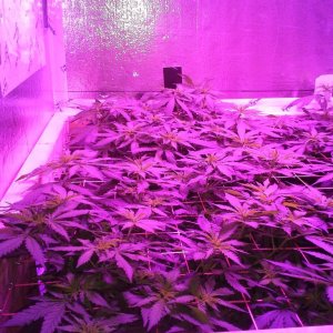 White Rhino ScroG