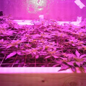 White Rhino ScroG