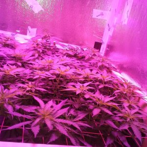 White Rhino ScroG