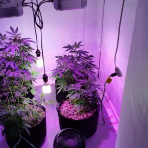 Grow Update