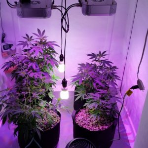 Grow Update