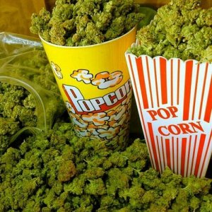 Popcorn Bud