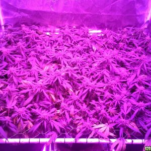 Grape Ape LED ScroG