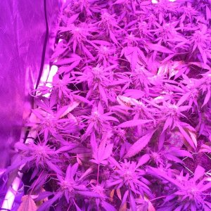 Grape Ape LED ScroG