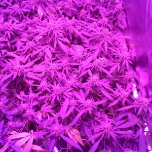 Grape Ape LED ScroG