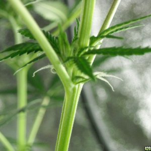 Close-up shot of the pistils on the right lady