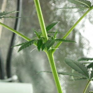 Close-up shot of the pistils on the right lady