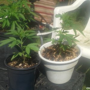 SoilGirl 7-23-14 Outdoor Grow