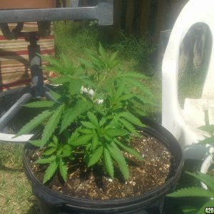 SoilGirl 7-23-14 Outdoor Grow