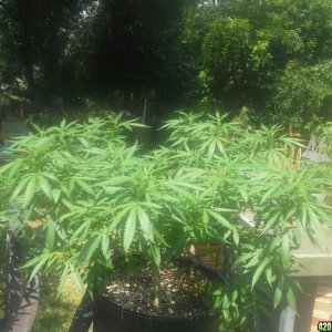 SoilGirl 7-23-14 Outdoor Grow