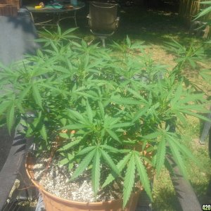 SoilGirl 7-23-14 Outdoor Grow