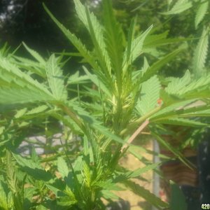 SoilGirl 7-23-14 Outdoor Grow