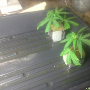 SoilGirl 7-23-14 Outdoor Grow